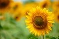 Sunflower field - bright yellow flowers, beautiful summer landscape Royalty Free Stock Photo