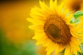 Sunflower field - bright yellow flowers, beautiful summer landscape Royalty Free Stock Photo