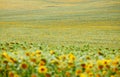 Sunflower field - bright yellow flowers, beautiful summer landscape Royalty Free Stock Photo