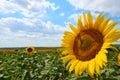 Sunflower field - bright yellow flowers, beautiful summer landscape Royalty Free Stock Photo