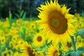 Sunflower field with bright yellow sunflowers close up. Beautiful field of blooming sunflowers against sunset golden light and Royalty Free Stock Photo