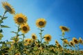 Sunflower field with bright yellow sunflowers close up. Beautiful field of blooming sunflowers against sunset golden light and Royalty Free Stock Photo