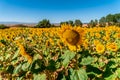 Sunflower field with bright yellow sunflowers close up. Beautiful field of blooming sunflowers against sunset golden light and Royalty Free Stock Photo