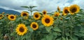 Sunflower field with bright yellow sunflowers close up. Beautiful field of blooming sunflowers against sunset golden light and Royalty Free Stock Photo