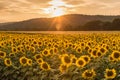 Sunflower field with bright yellow sunflowers close up. Beautiful field of blooming sunflowers against sunset golden light and Royalty Free Stock Photo