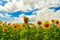 Sunflower field, Bulgaria. Royalty Free Stock Photo