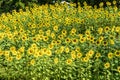 Sunflower field in Chiang Mai, Thailand