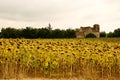 Sunflower field church Vezac Royalty Free Stock Photo