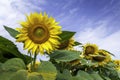 Sunflower field, close-up