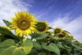 Sunflower field, close-up