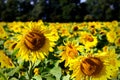 Sunflower in sunflower field, closeup of foreground Royalty Free Stock Photo