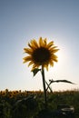 Sunflower field closeup 1 Royalty Free Stock Photo