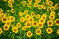 Sunflower field closeup, aerial view in summer time Royalty Free Stock Photo