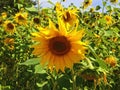 Sunflower Field Royalty Free Stock Photo