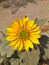 Sunflower in field. Closeup of yellow sun flower. Farming concept. Background, nature, summer, seed, circle, petals. Royalty Free Stock Photo