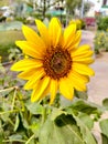 Sunflower in field. Closeup of yellow sun flower. Farming concept. Background, nature, summer, seed, circle, petals. Royalty Free Stock Photo