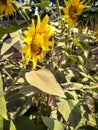 Sunflower in field. Closeup of yellow sun flower. Farming concept. Background, nature, summer, seed, circle, petals. Royalty Free Stock Photo