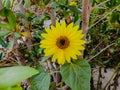 Sunflower in field. Closeup of yellow sun flower. Farming concept. Background, nature, summer, seed, circle, petals.Sunflowers, Royalty Free Stock Photo