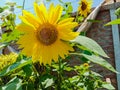 Sunflower in field. Closeup of yellow sun flower. Farming concept. Background, nature, summer, seed, circle, petals.Sunflowers, Royalty Free Stock Photo