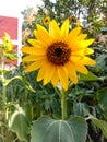 Sunflower in field. Closeup of yellow sun flower. Farming concept. Background, nature, summer, seed, circle, petals.Sunflowers, Royalty Free Stock Photo