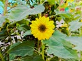 Sunflower in field. Closeup of yellow sun flower. Farming concept. Background, nature, summer, seed, circle, petals.Sunflowers, Royalty Free Stock Photo