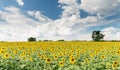 Sunflower field on cloud blue sky in Lop Buri Thailand Royalty Free Stock Photo