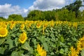 Sunflower field with a cloudy blue sky. Agriculture Royalty Free Stock Photo