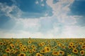 Sunflower field with cloudy blue sky. Beautiful summer landscape Royalty Free Stock Photo