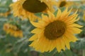 Sunflower field with cloudy blue sky. Beautiful summer landscape Royalty Free Stock Photo