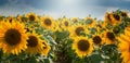 Sunflower field with cloudy blue sky. Beautiful summer landscape Royalty Free Stock Photo