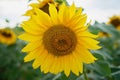 Sunflower field with cloudy blue sky. Beautiful summer landscape Royalty Free Stock Photo