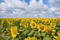 Sunflower field with a cloudy blue sky Royalty Free Stock Photo