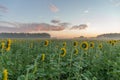 Sunflower field and cloudy blue sky. Sunrise over the field of sunflowers, selective focus Royalty Free Stock Photo