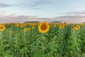 Sunflower field and cloudy blue sky. Sunrise over the field of sunflowers, selective focus Royalty Free Stock Photo