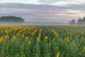 Sunflower field and cloudy blue sky. Sunrise over the field of sunflowers, selective focus Royalty Free Stock Photo