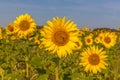 Sunflower field and cloudy blue sky. Sunrise over the field of sunflowers, selective focus Royalty Free Stock Photo