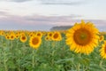 Sunflower field and cloudy blue sky. Sunrise over the field of sunflowers, selective focus Royalty Free Stock Photo