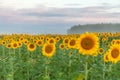 Sunflower field and cloudy blue sky. Sunrise over the field of sunflowers, selective focus Royalty Free Stock Photo