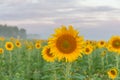 Sunflower field and cloudy blue sky. Sunrise over the field of sunflowers, selective focus Royalty Free Stock Photo