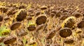 Finished sunflowers in the autumn in Spain Royalty Free Stock Photo