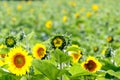 Sunflower field Royalty Free Stock Photo