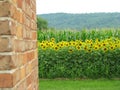 Sunflower field in the country Royalty Free Stock Photo