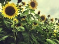 Sunflower Field Countryside Agriculture Concept
