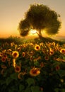 Sunflower Field, 3d CG