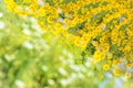 Sunflower field - Danube Delta, Tulcea, Roumanie Royalty Free Stock Photo