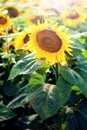 Sunflower field detail and sunlight Royalty Free Stock Photo