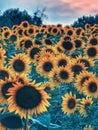 Sunflower field