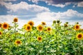 Sunflower field and the dramatic sky