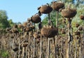 Sunflower field. Dried sunflower heads ready for harvesting Royalty Free Stock Photo