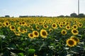 Sunflower field at dusk